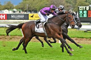 Awapuni Gold Cup Goes to NZB Graduate Sampson (NZ). Photo: Race Images, Palmerston North.